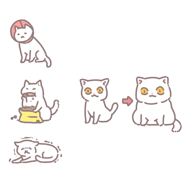 為什麼貓狗結紮後就變胖_3 為什麼貓狗結紮後就變胖_3