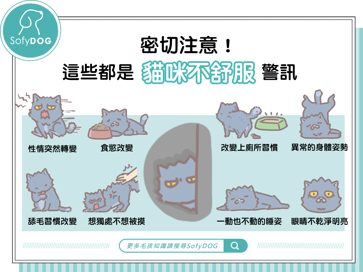 毛家長們密切注意！這9項小舉動有可能是貓咪不舒服警訊！
