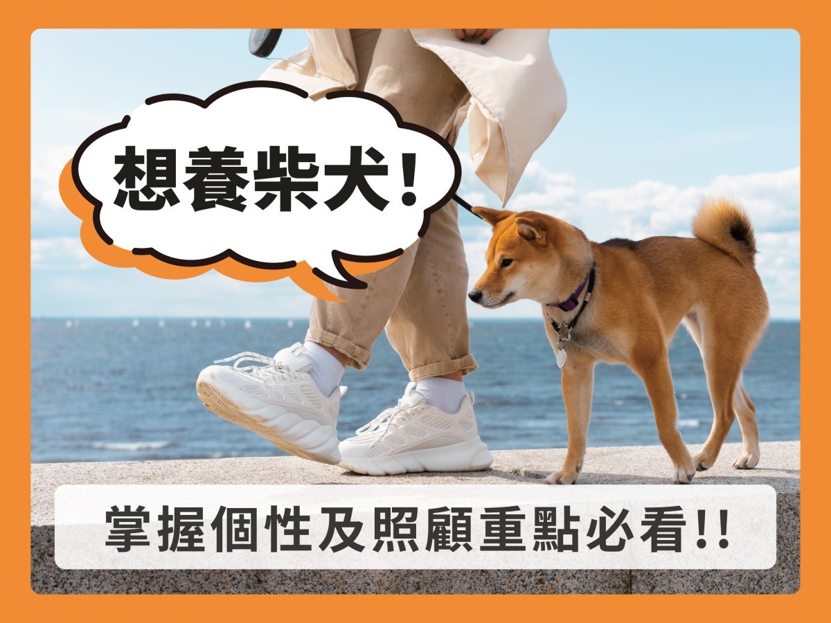 想養柴犬看這篇就對！柴犬個性解析及照顧重點教學文！
