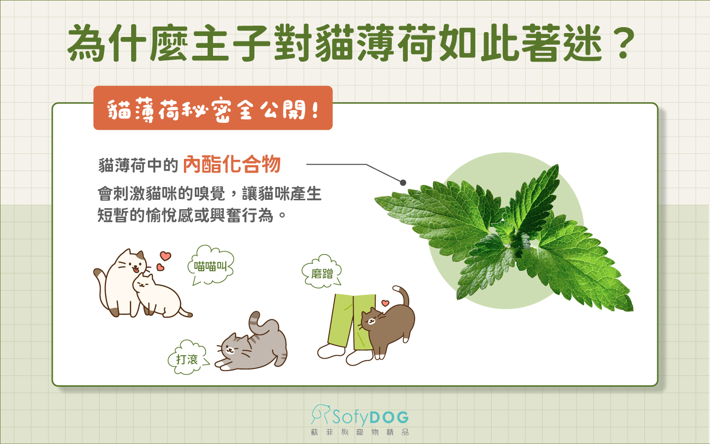為什麼貓咪喜歡貓薄荷 為什麼貓咪喜歡貓薄荷