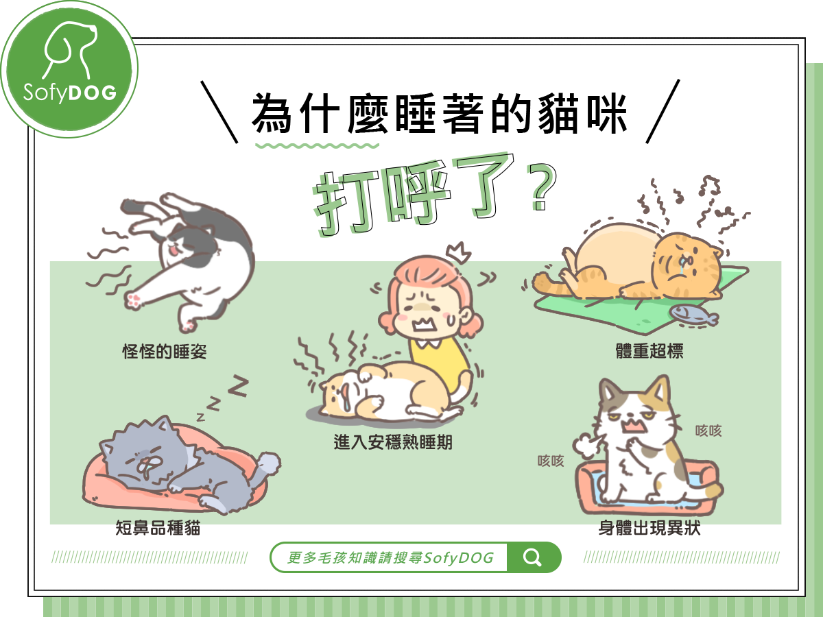 貓咪除了好眠會打呼，還有「這些原因」造成貓咪打呼。
