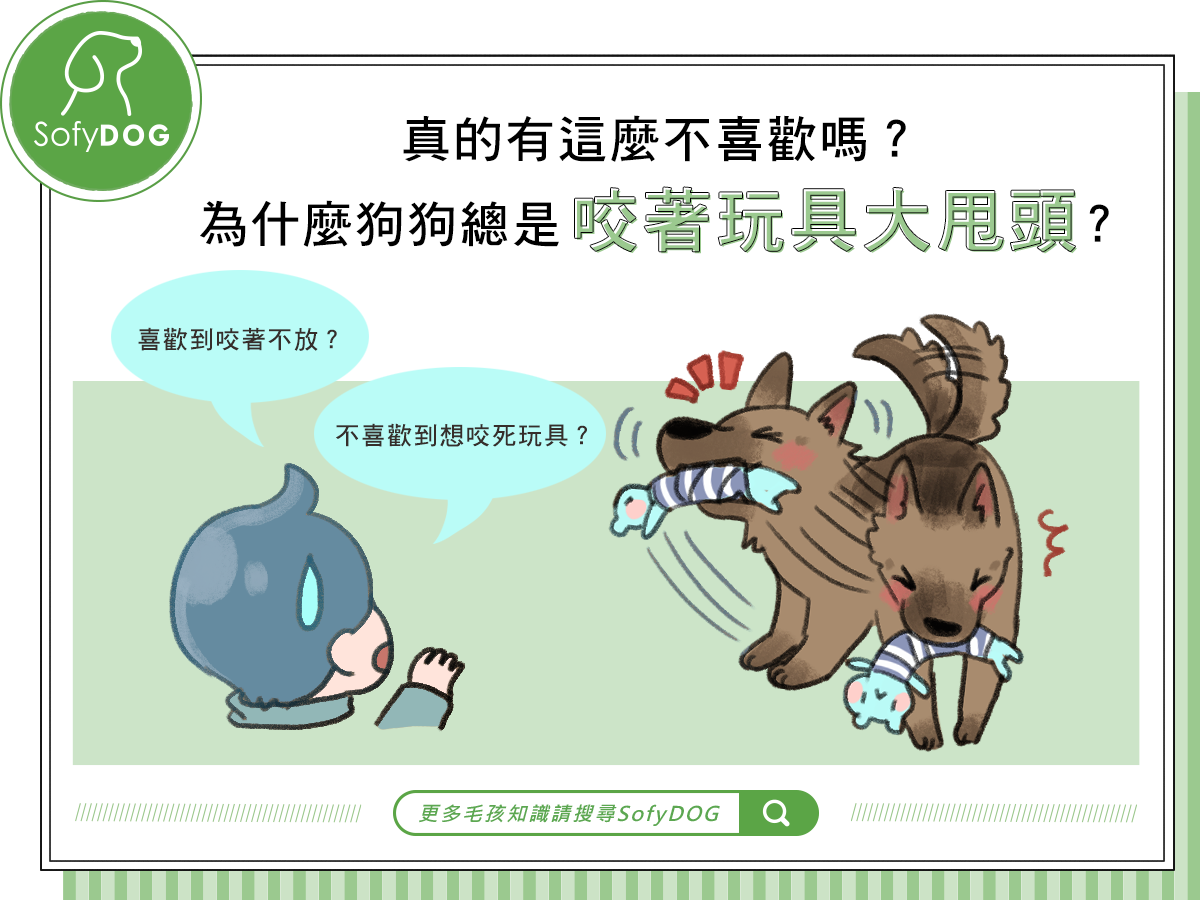 真的有這麼不喜歡嗎？為什麼狗狗總是咬著玩具大甩頭？