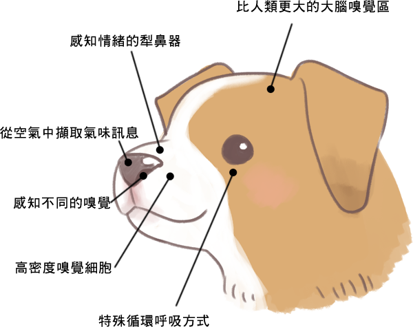 狗的靈敏嗅覺_2