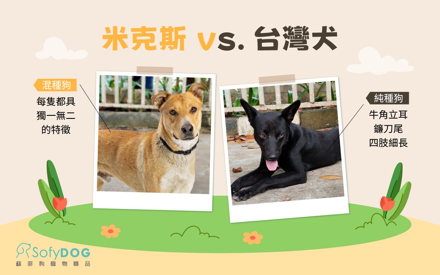 米克斯vs台灣犬 米克斯vs台灣犬