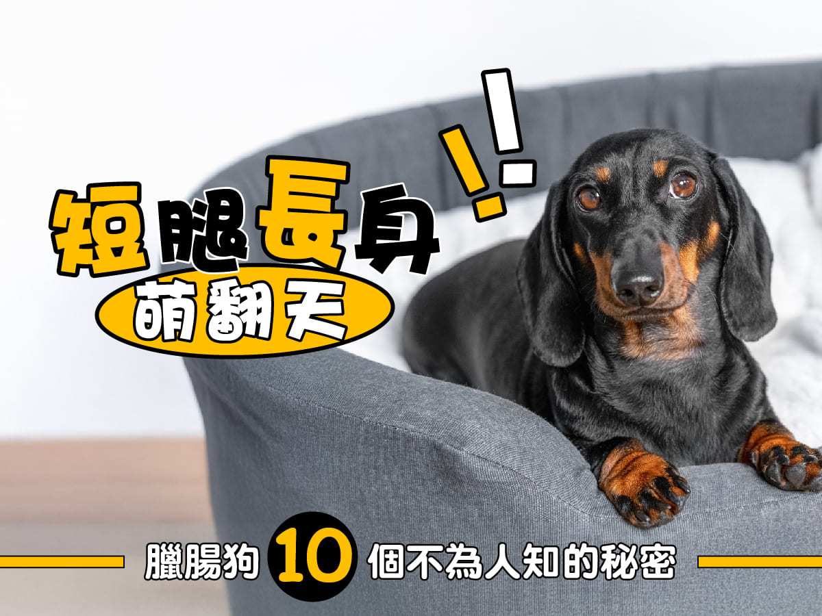 短腿長身萌翻天！臘腸狗10個不為人知的小秘密，聽了你會超驚訝