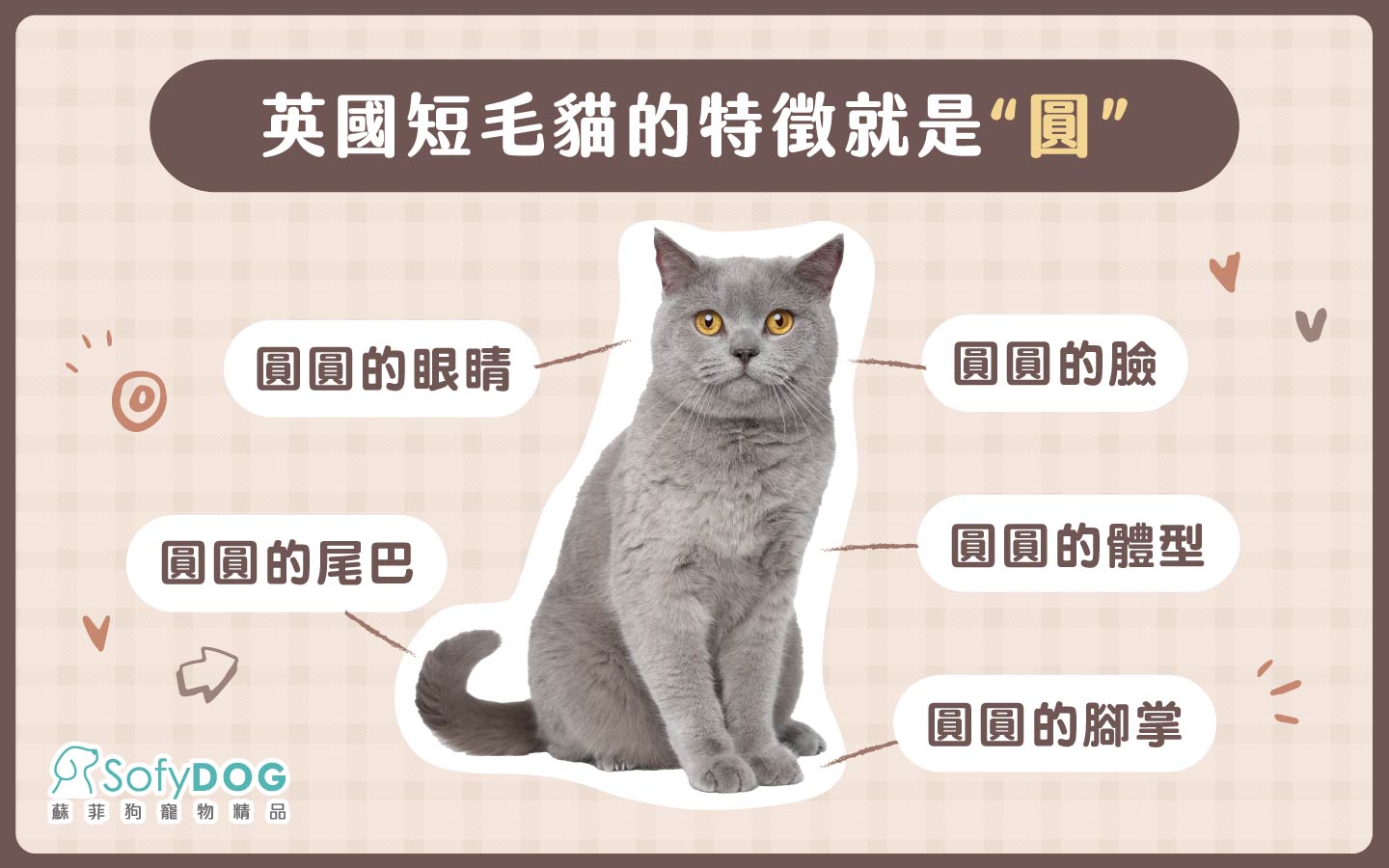 英國短毛貓的特徵就是 英國短毛貓的特徵就是