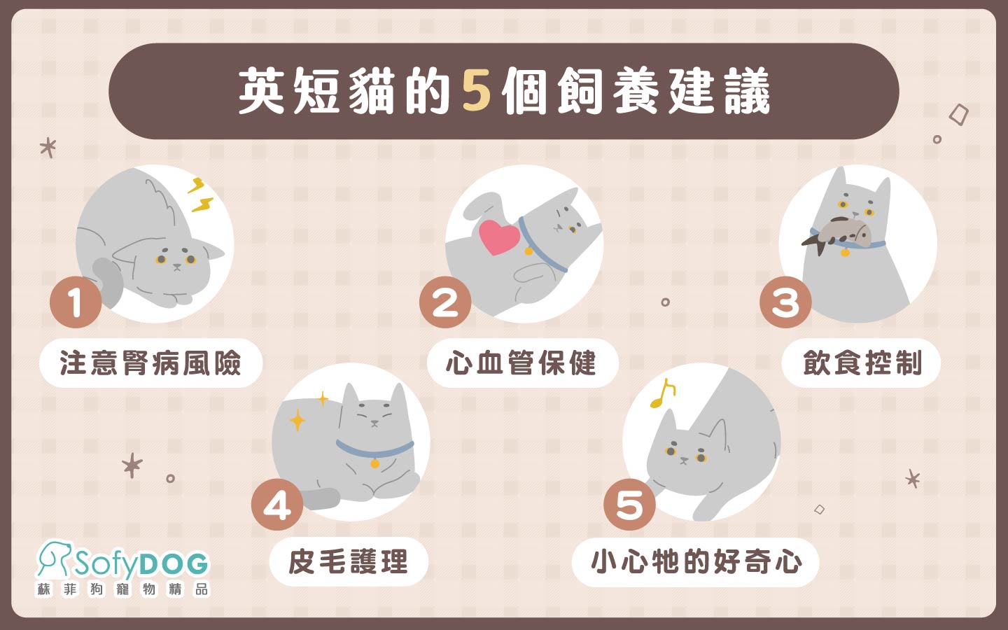 英國短毛貓的5個飼養建議 英國短毛貓的5個飼養建議