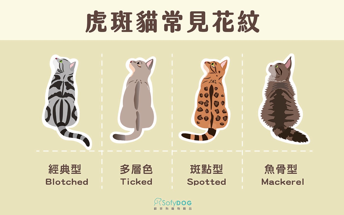 虎斑貓常見花紋