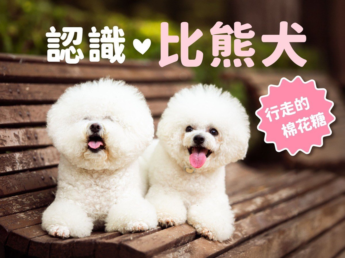 認識比熊犬| 行走的棉花糖：從特徵個性到健康照護一次搞定, image size:1200x900
