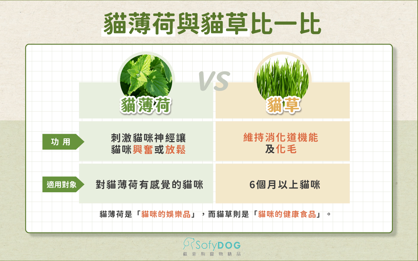 貓薄荷與貓草的差異 貓薄荷與貓草的差異