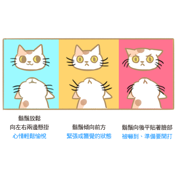 貓咪鬍鬚的秘密_5 貓咪鬍鬚的秘密_5