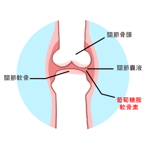 毛孩保養關節的營養補充_2 毛孩保養關節的營養補充_2