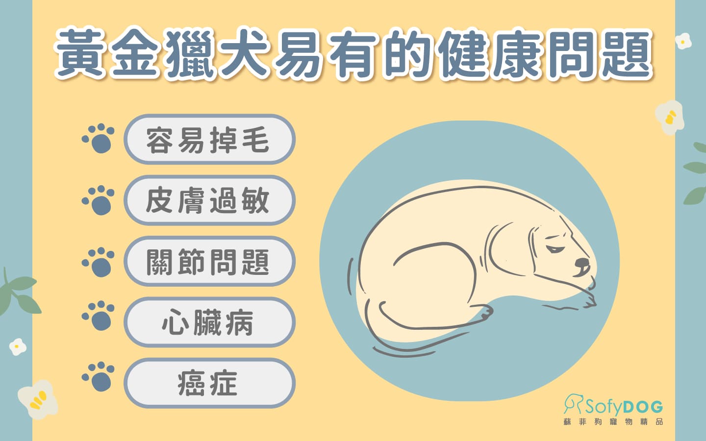 黃金獵犬易有的健康問題 黃金獵犬易有的健康問題