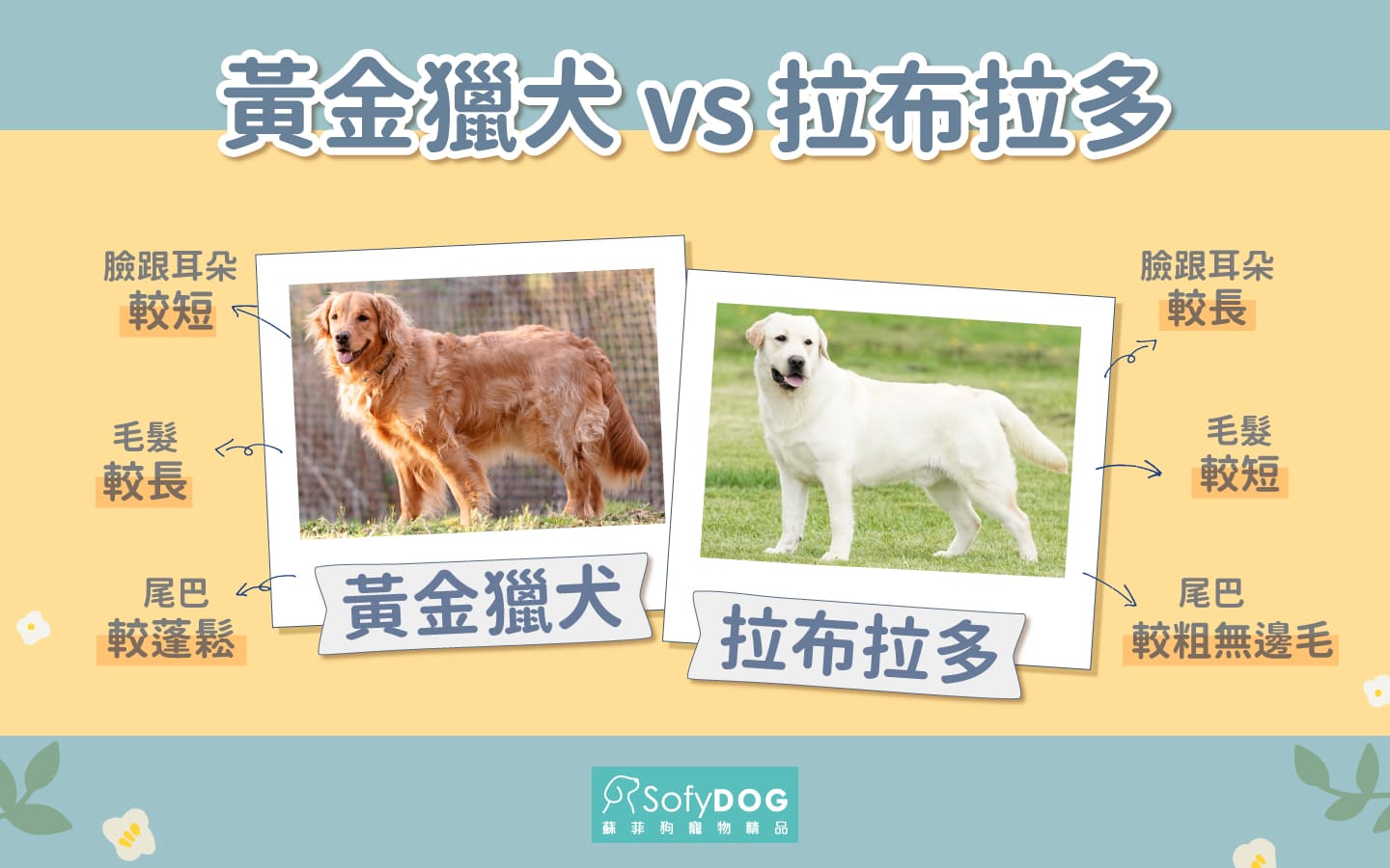 黃金獵犬VS拉布拉多 黃金獵犬VS拉布拉多
