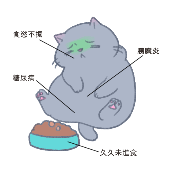 貓咪脂肪肝_5 貓咪脂肪肝_5