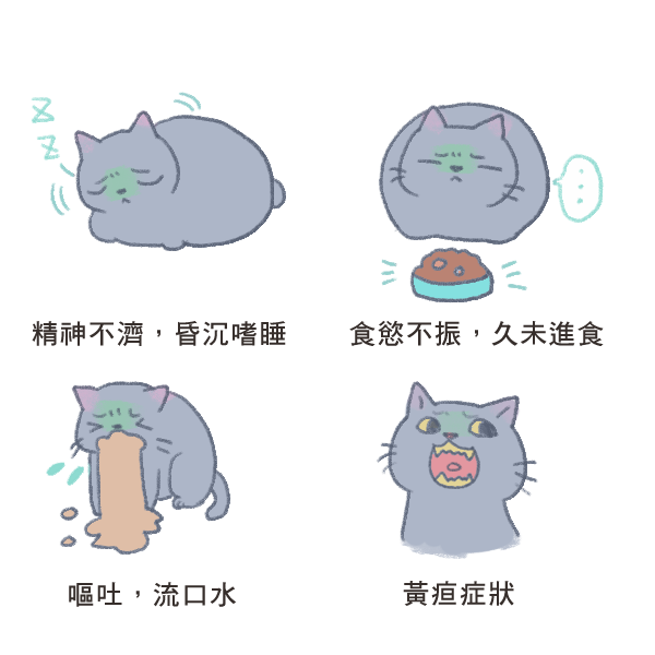 貓咪脂肪肝_3 貓咪脂肪肝_3