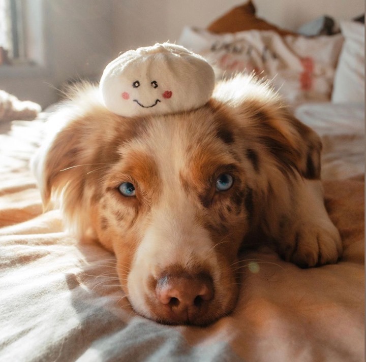 ZippyPaws 小籠包 益智藏食玩具 情境照