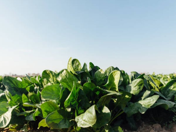 貓咪狗狗可以吃青菠菜