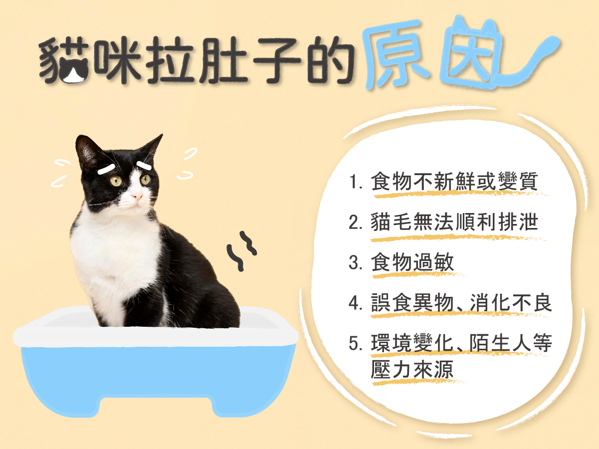 貓咪拉肚子的原因