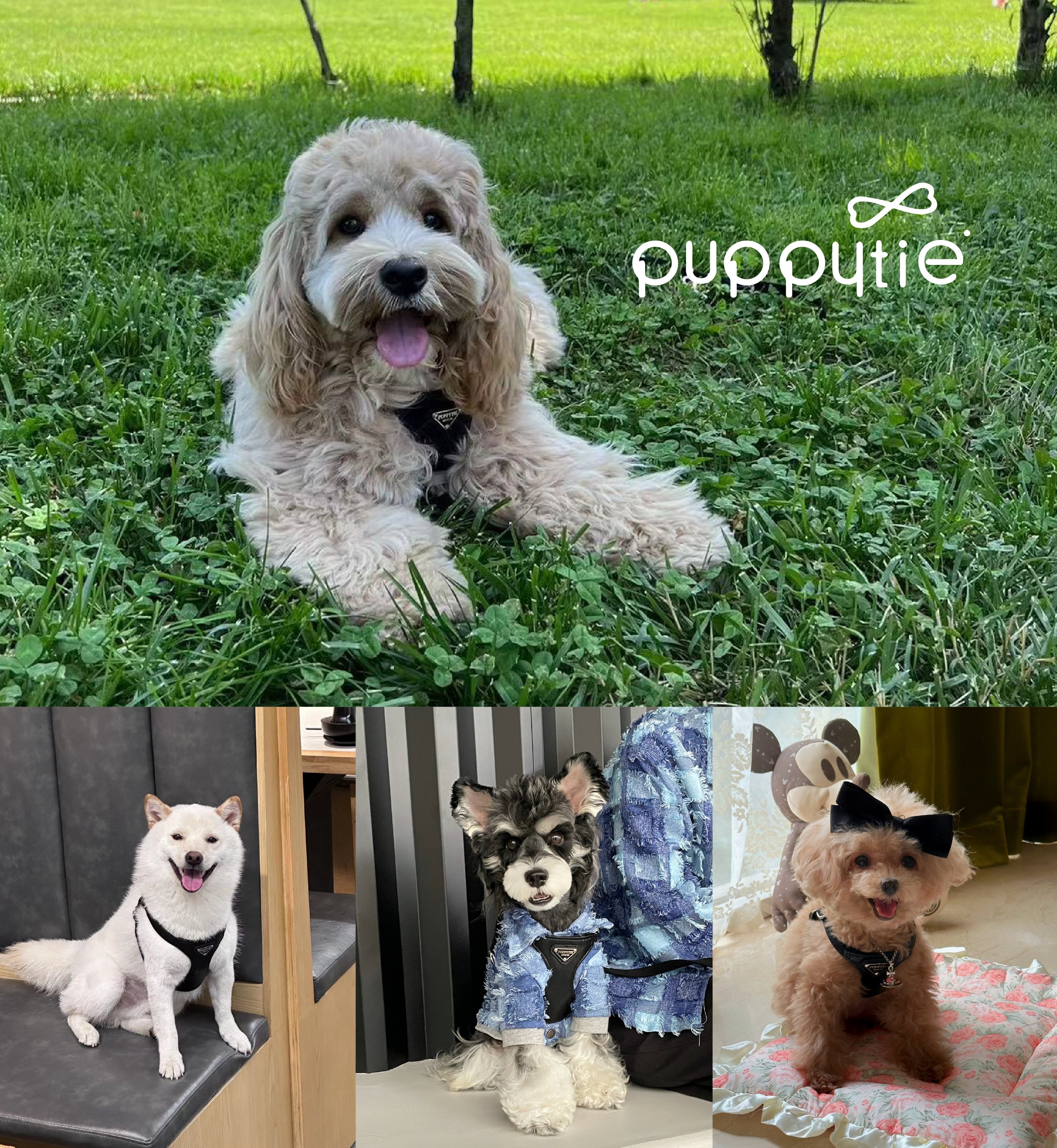 puppytie_黑色騎士_胸背牽繩組_商品說明頁03