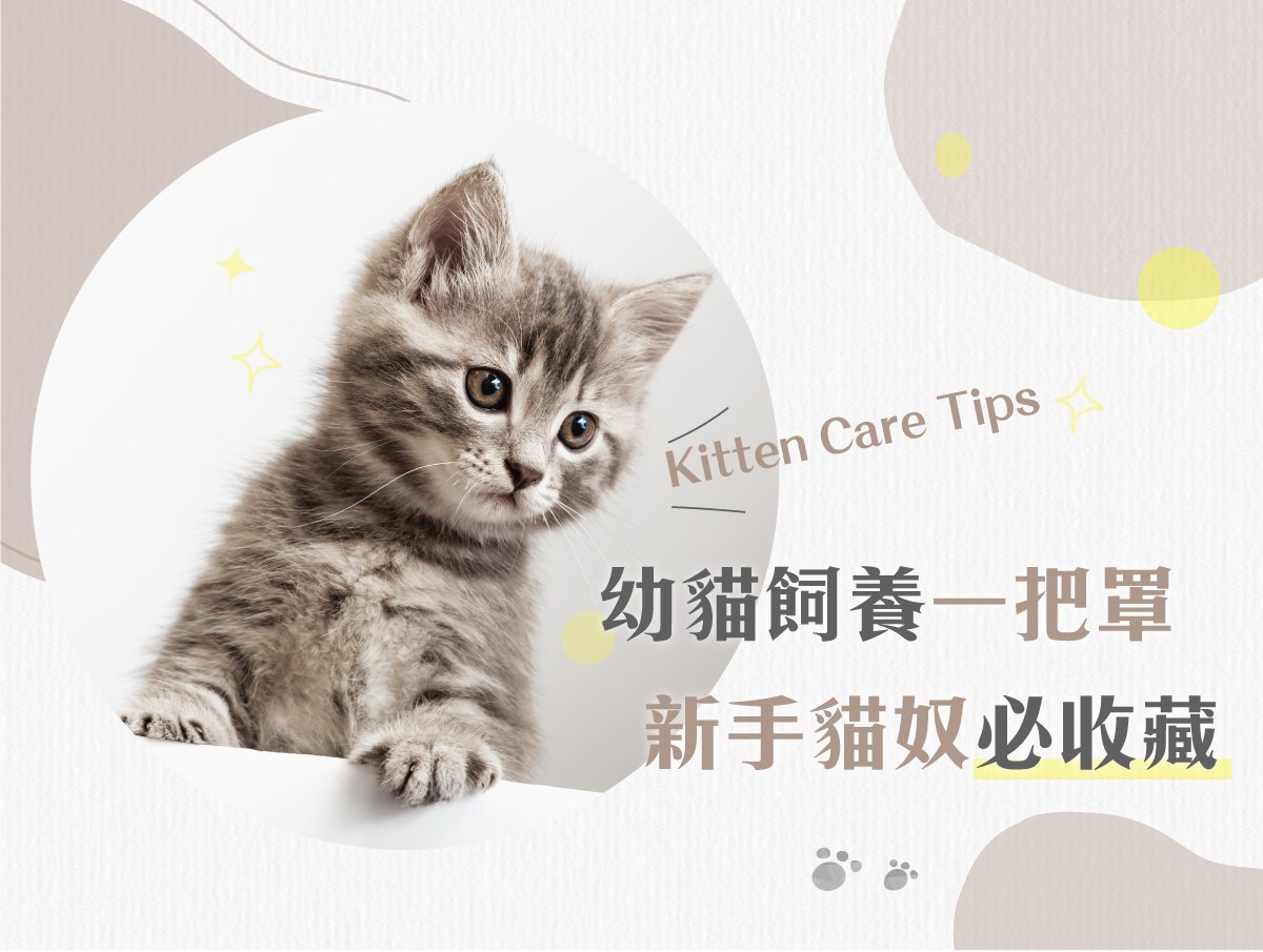 幼貓飼養須知！新手貓奴必收藏，幼貓照顧重點一次看！