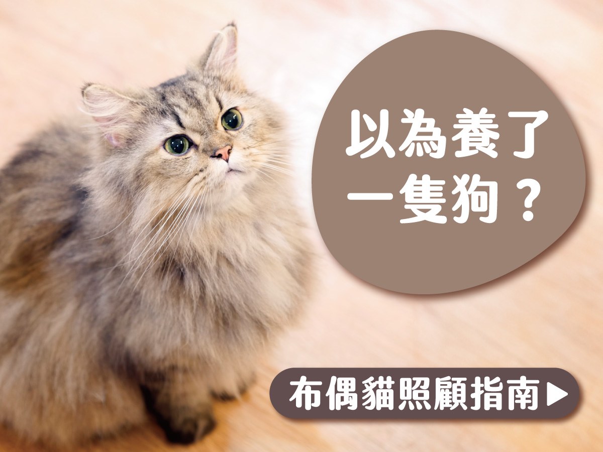 以為養了一隻狗？布偶貓個性介紹、常見的疾病及日常照護指南