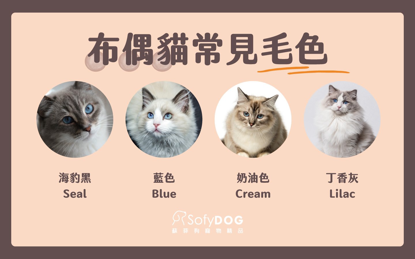 布偶貓常見毛色 布偶貓常見毛色