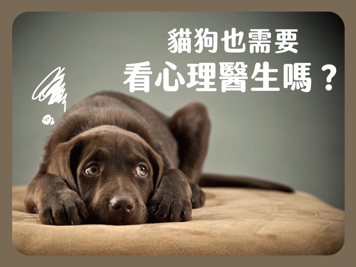 寶貝 狗 協會 戴 更 基 (99) 사진