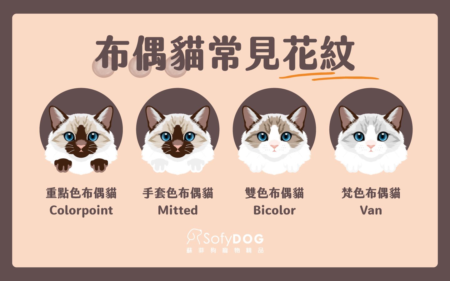 布偶貓常見花紋 布偶貓常見花紋