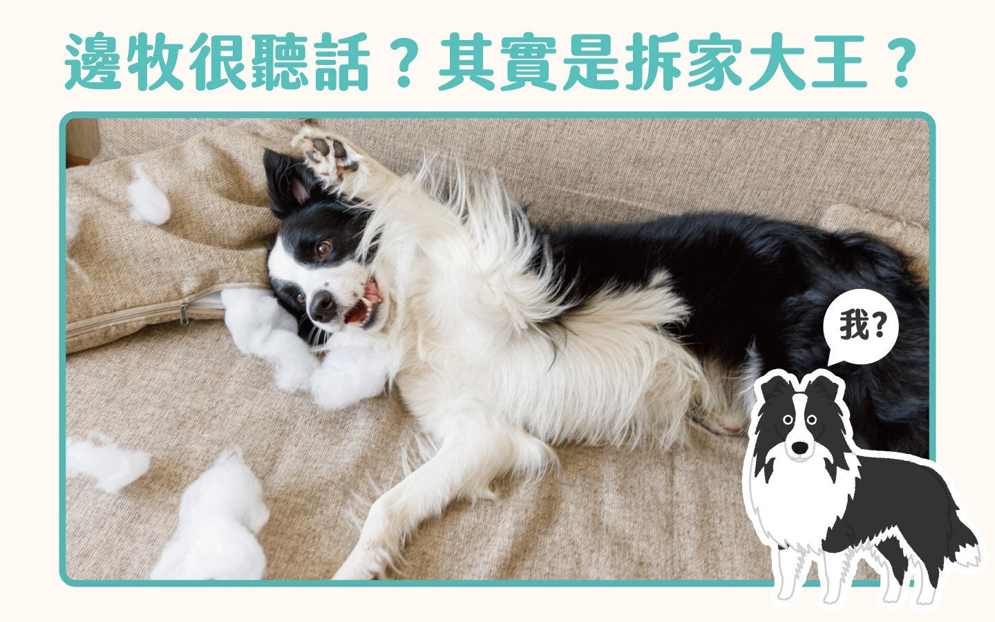 邊牧很聽話?其實是拆家大王? 邊牧很聽話?其實是拆家大王?