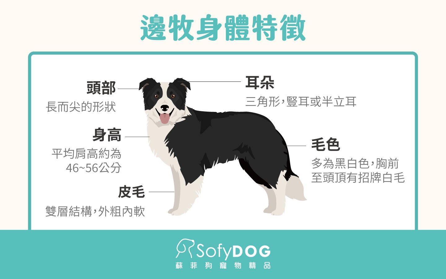 邊境牧羊犬身體特徵 邊境牧羊犬身體特徵