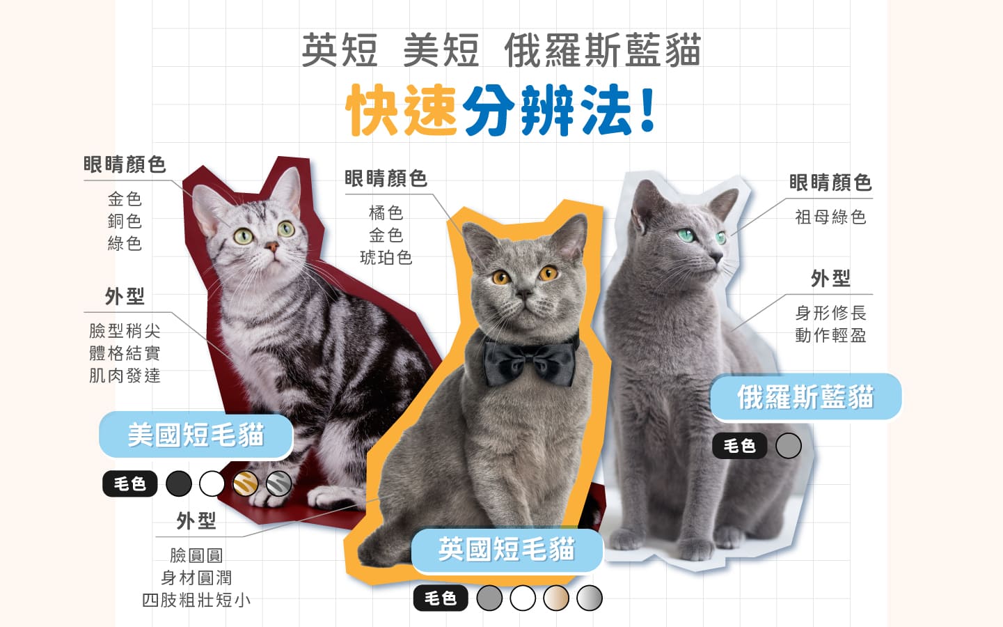 Shorthair_ distinguish Shorthair_ distinguish