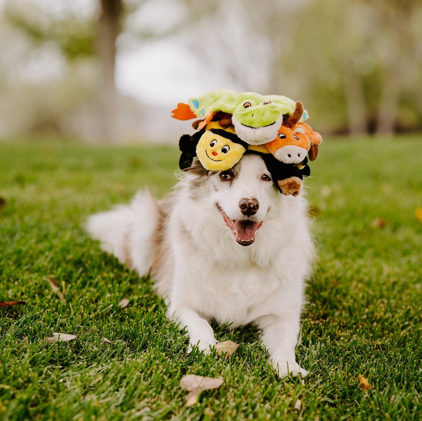 ZippyPaws 扁扁系列 聲響玩具商品說明頁1