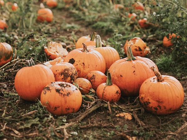 貓咪狗狗可以吃南瓜