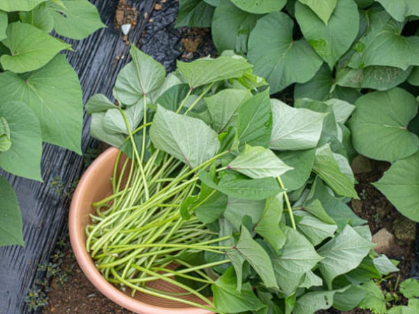 貓咪狗狗可以吃地瓜葉