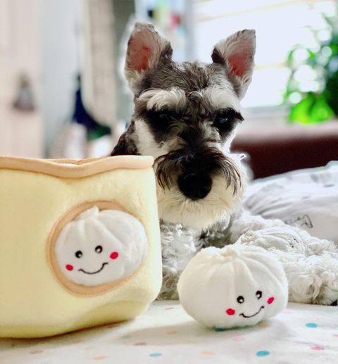 ZippyPaws 小籠包 益智藏食玩具 情境照