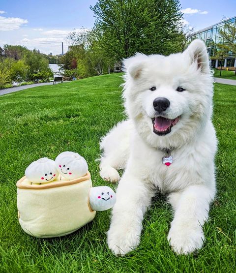 ZippyPaws 小籠包 益智藏食玩具 情境照