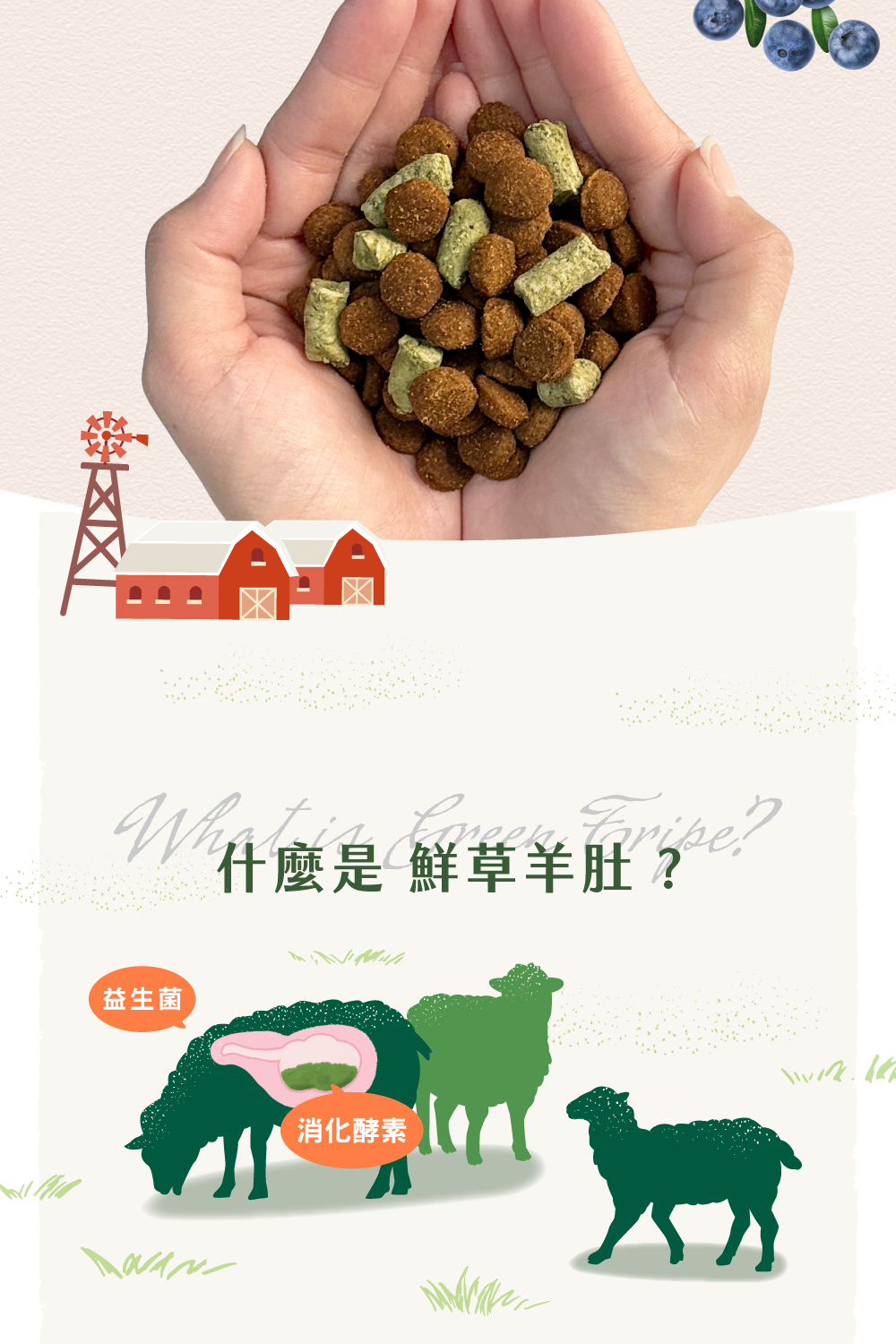 什麼是鮮草羊肚？