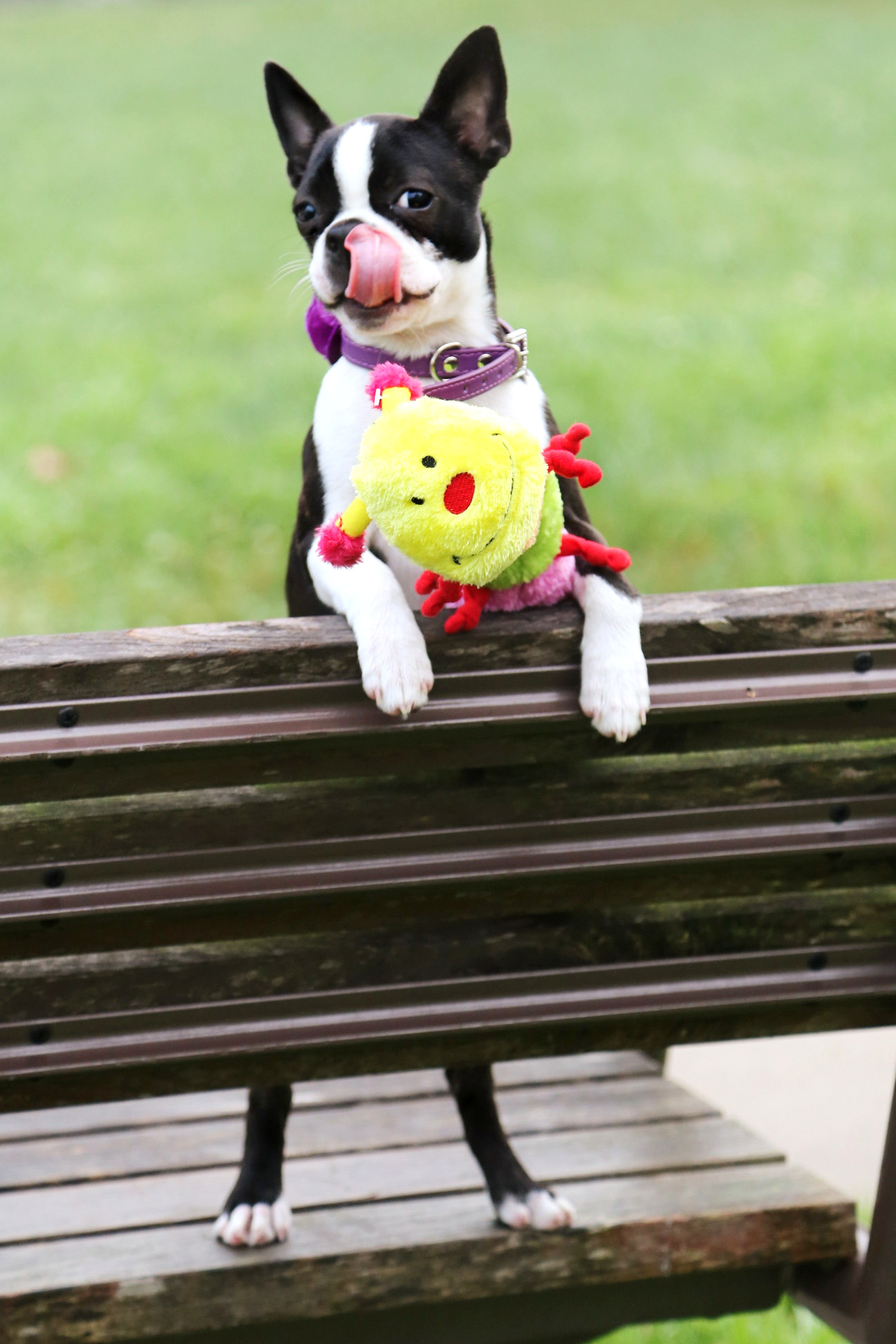 ZippyPaws 繽紛啾毛蟲 有聲玩具 情境照