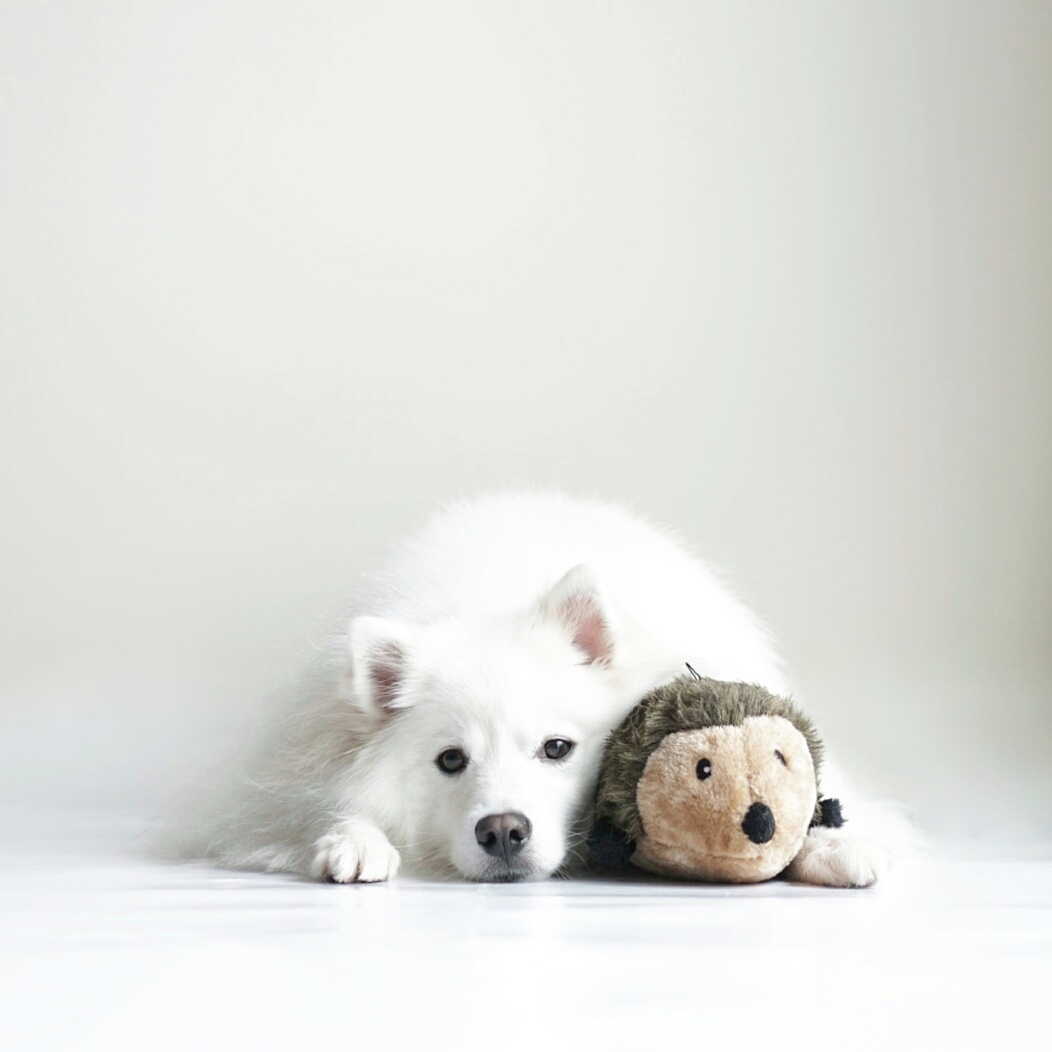 ZippyPaws 經典大刺蝟 有聲玩具 情境照