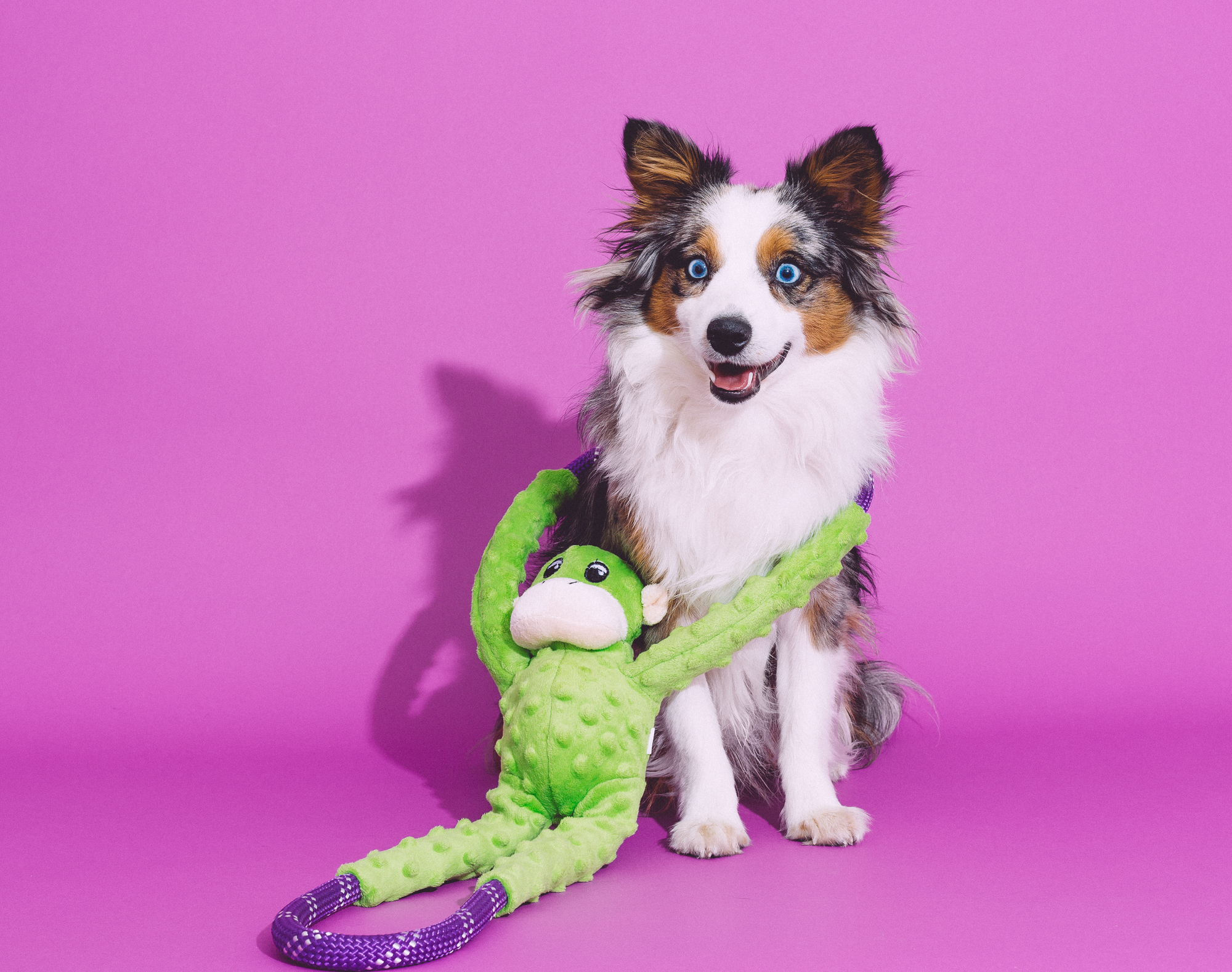 ZippyPaws 拉扯小熊 寵物玩具 情境圖