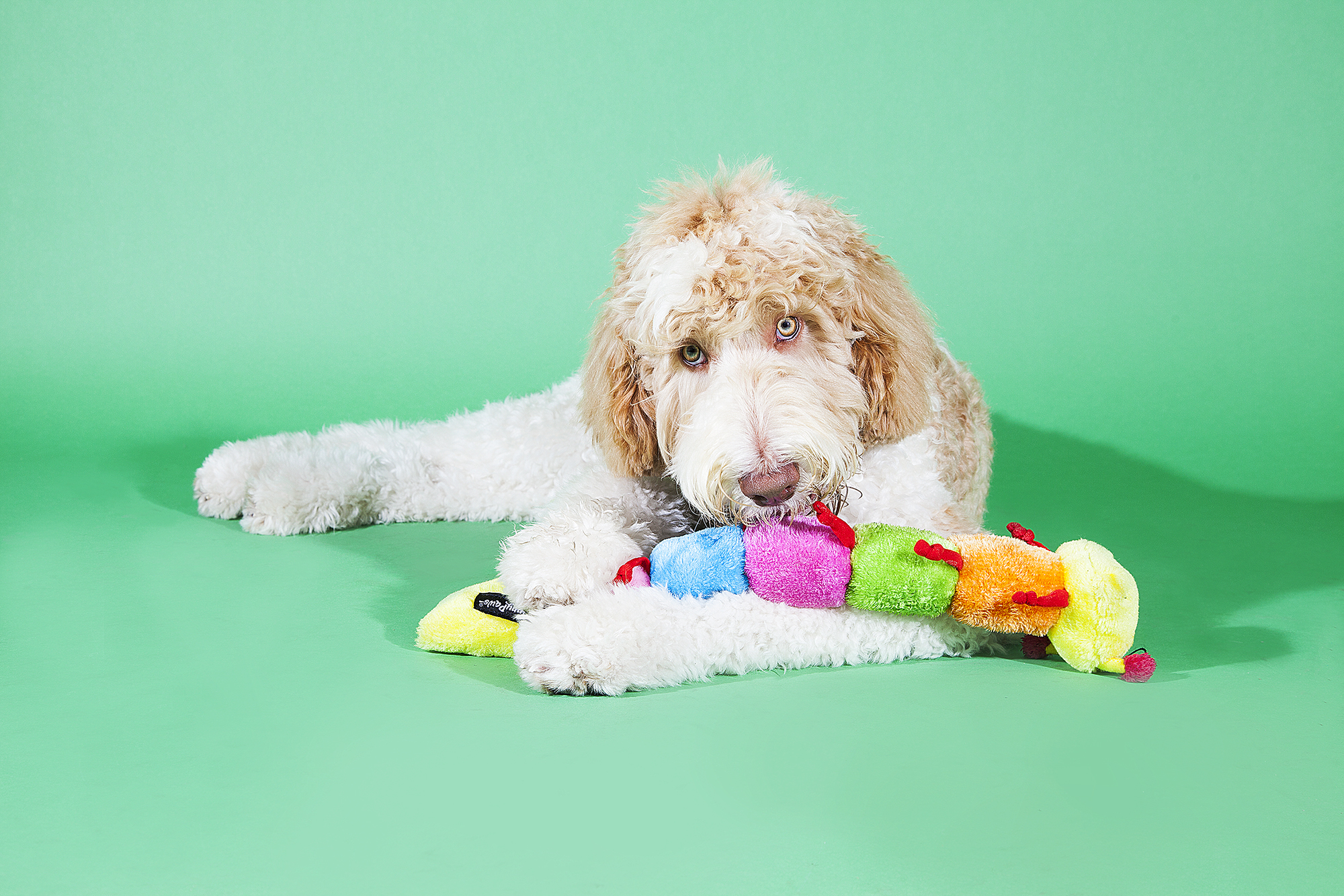 ZippyPaws 繽紛啾毛蟲 有聲玩具 情境照