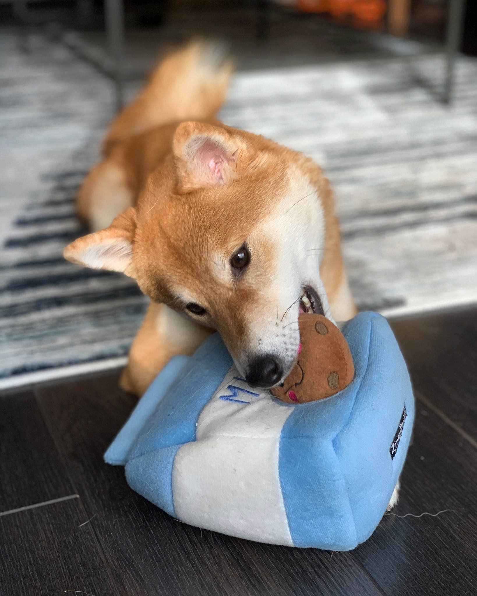 ZippyPaws 牛奶巧克力餅 益智藏食玩具 情境照