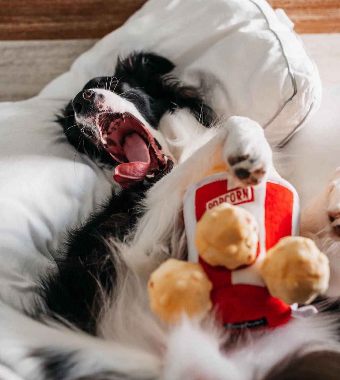 ZippyPaws 爆米花 益智藏食玩具 情境照