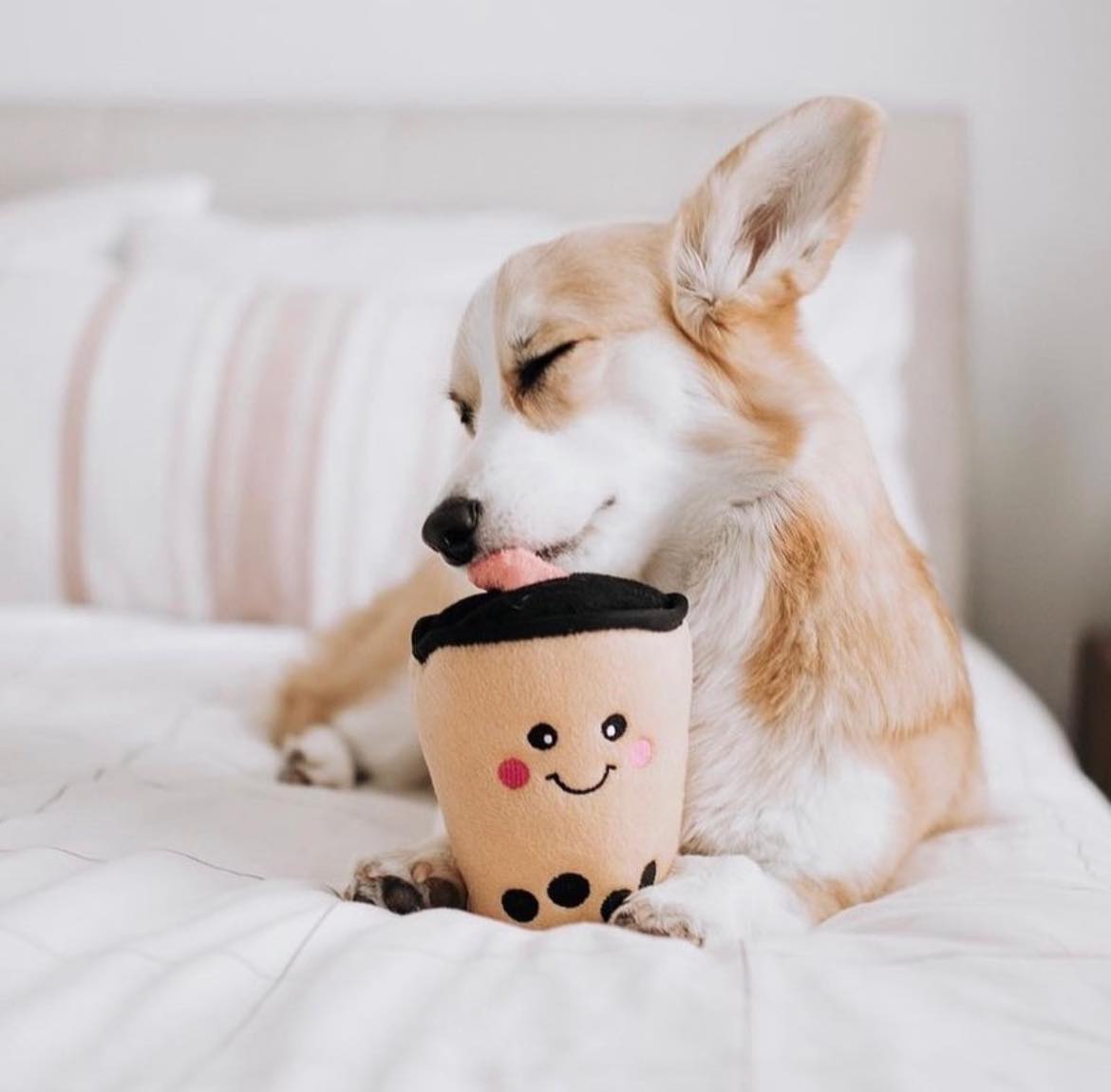 ZippyPaws 珍奶 寵物玩具 情境圖