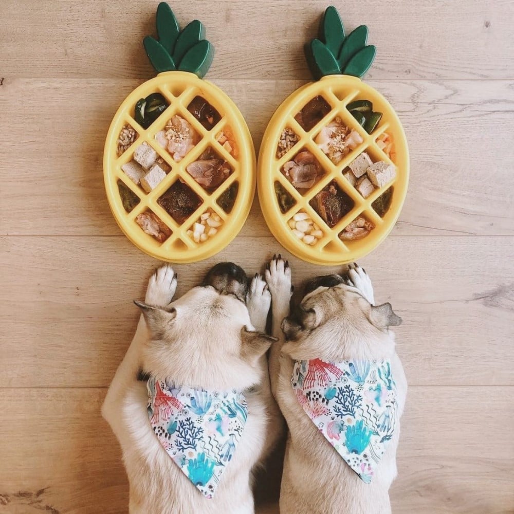 ZippyPaws 金鑽鳳梨 凹凸防滑慢食碗 情境圖