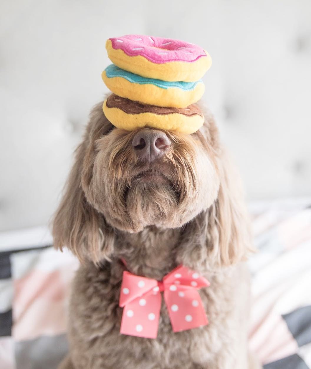 ZippyPaws 甜甜圈 寵物玩具 情境照 ZippyPaws 甜甜圈 寵物玩具 情境照