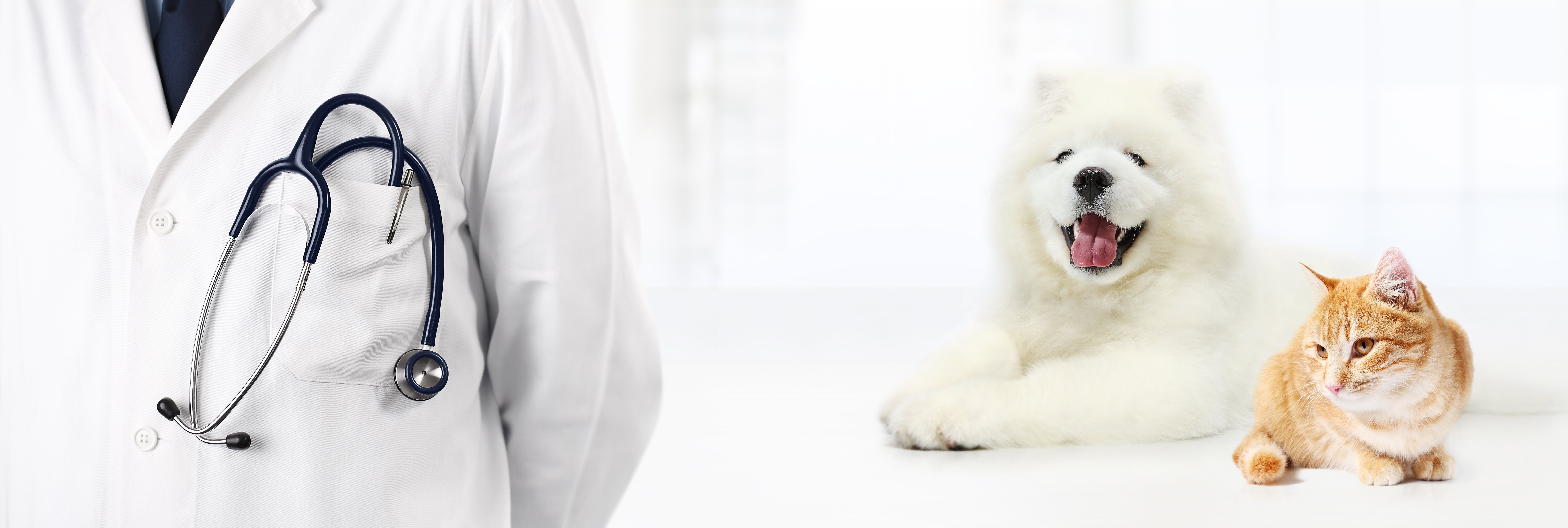 無法判斷貓狗是否需要急診,應尋求獸醫協助 無法判斷貓狗是否需要急診,應尋求獸醫協助