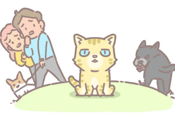 愛滋貓的照護_1