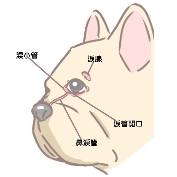 短鼻品種有淚溝_2